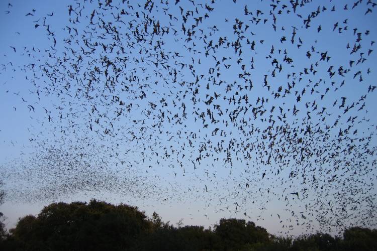 bats flying in Texas